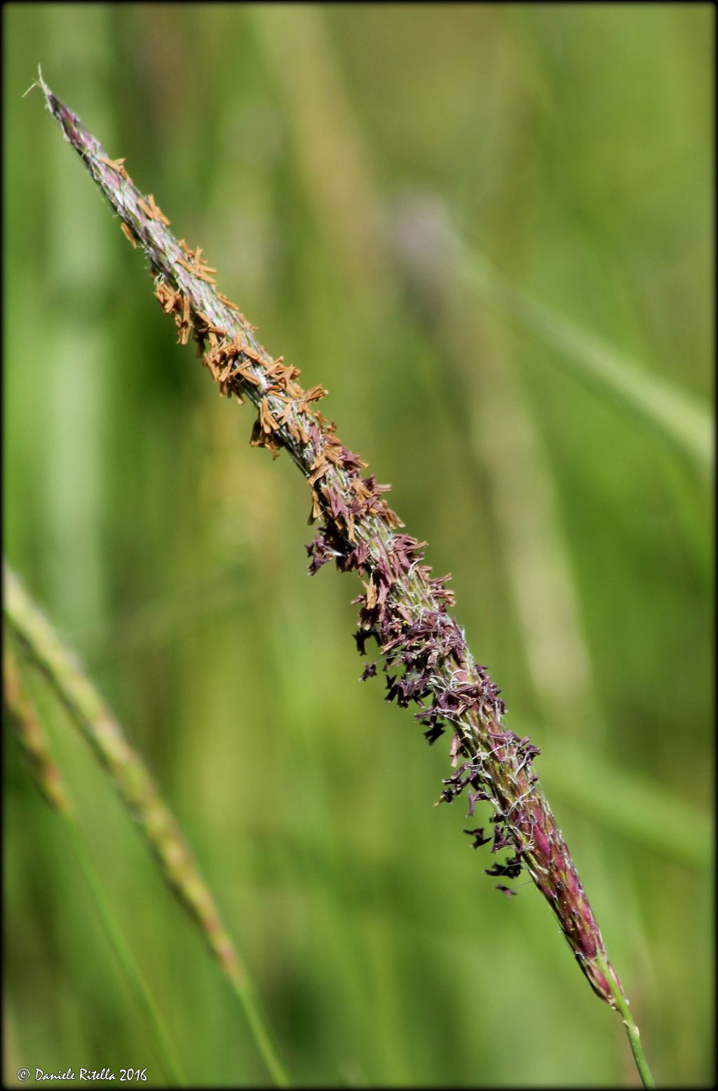 Alopecurus cfr. myosuroides (Poaceae)